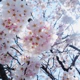 2019年春｜桜を撮ってみた（SONY RX100）